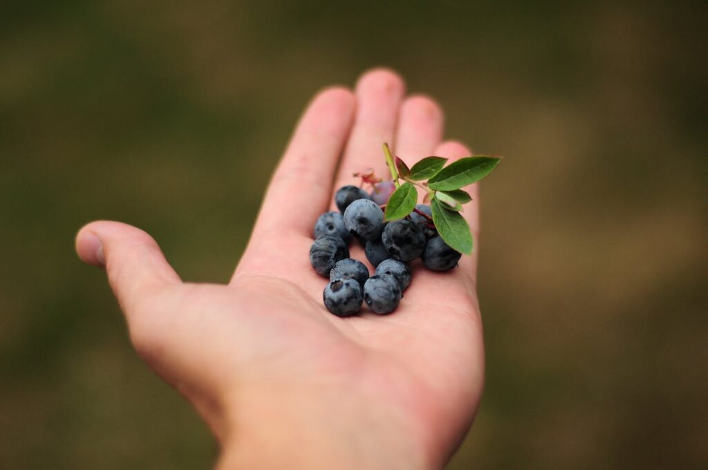 Close-up of fresh blueberries in an open hand outdoors, perfect for fruit and agriculture themes.